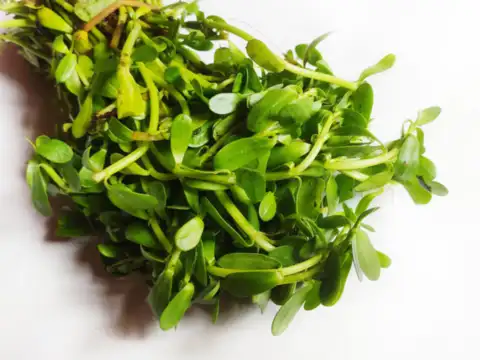 Brahmi