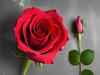 Happy Rose Day 2024: Top wishes, quotes, images, Whatsapp status, Facebook post, Instagram story to share with your love and friends