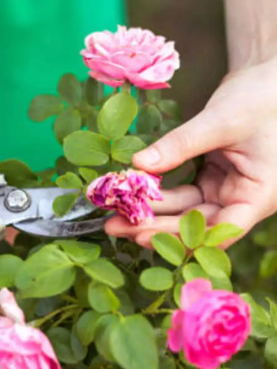 How To Make Your Valentine's Day Roses Last LongerUPLOADSEARCH - Vimarsana News