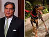 Ratan Tata's new 24X7 animal hospital opening soon. When and where?