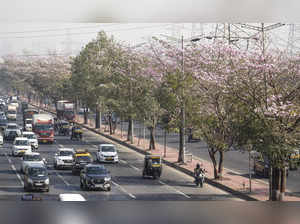 Mumbai: A blanket of pink trumpet flowers (Tabebuia Rosea), also known as the Ba...