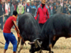 Buffalo fight halted in Nagaon after Gauhati High Court directs enforcement of government SOP on animal fights