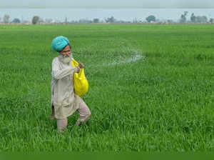 A farmer sprinkles fertiliser over crops at a wheat field on the outskirts of Amritsar on February 1, 2024.