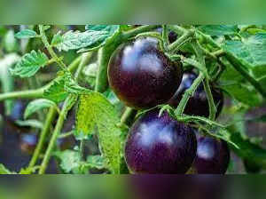 Tomatoes are turning purple? Here's what report claims