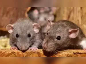 Rat bites on an unconscious patient in the intensive care unit of the government hospital in Telangana