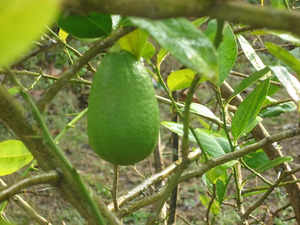 Assam declares 'Kaji Nemu' as state fruit