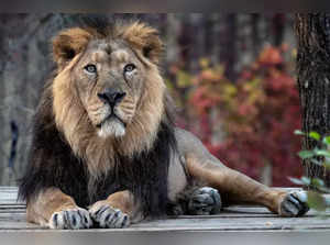 Gujarat government spent more than Rs 277 cr on lion conservation in two years