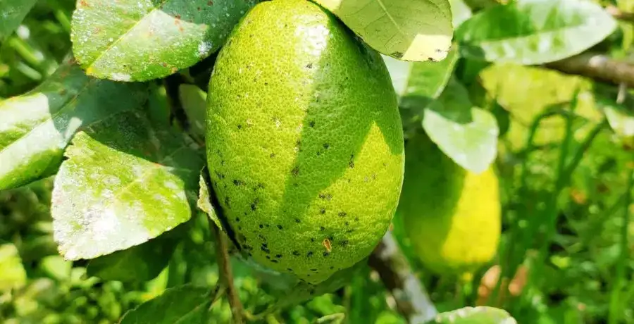 Benefits of Kaji Nemu, the state fruit of Assam - Vimarsana News