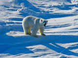 Polar bears struggling to adapt to longer ice-free Arctic periods