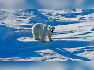 Polar bear (AP)