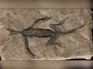 Scientists reveal 280-million-year-old fossil may have been partly forged
