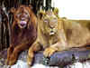 Bengal Safari Park allegedly named lioness Sita. VHP wants court to change it