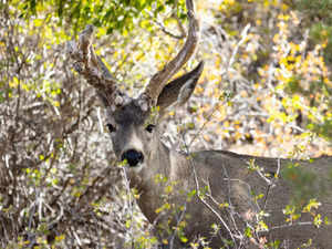 'Zombie deer disease' reported in US, Canada, other countries. Check symptoms, treatment, vaccine
