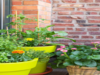 Colorful house plants best suited for your balcony