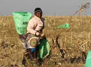 A woman works in maize fields on a resettled farm near Chinhoyi, Zimbabwe