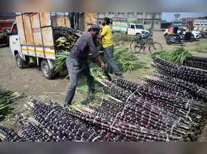 Nagpur, Feb 17 (ANI): Farmers unload large quantities of sugarcane from a vehicl...