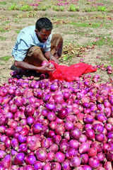 Peeling off layer by layer: Regulating onion prices & its crash