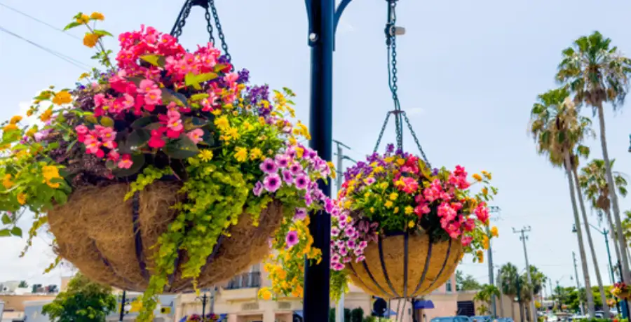9 flowering plants perfect for hanging garden - Vimarsana News