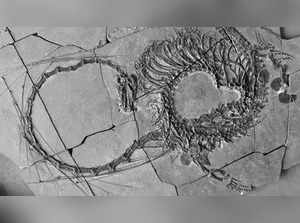 'Chinese Dragon': Fossils of 240-million-year-old reptile unveiled
