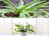 8 indoor plants ideal for apartment living