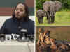 A glimpse into Vantara, the ‘pet project’ of Anant Ambani, that rescued more than 2,000 animals