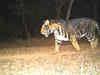Odisha's tiger population rises to 30: CM Naveen Patnaik