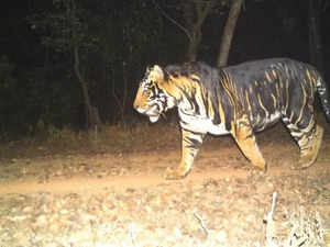 odisha tiger
