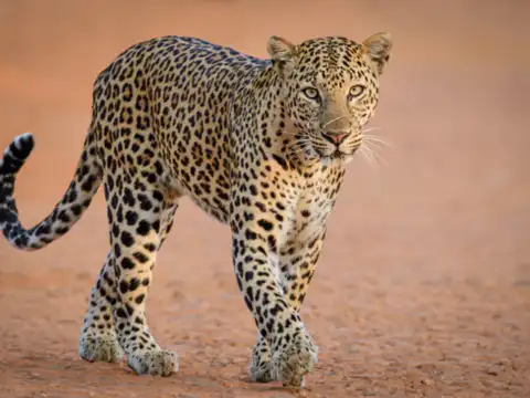 Animals 
