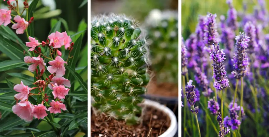 9 outdoor plants with unbeatable survival skills​ - Vimarsana News