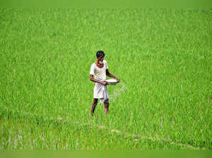 Morigaon, Feb 19 (ANI): An agricultural labour sprays fertilizer at a paddy fiel...