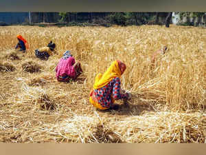 India Stands Firm: No negotiations on agriculture until WTO members reach permanent solution on food grain stockholding