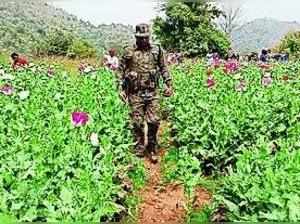 Drive against poppy cultivation begins in Chatra