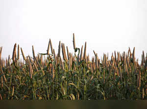 Everyone is interested in millets. But where are the crops?:Image