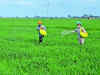 Cabinet clears Rs 24,420 cr subsidy for P&K fertilisers in Kharif season