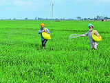 Cabinet clears Rs 24,420 cr subsidy for P&K fertilisers in Kharif season