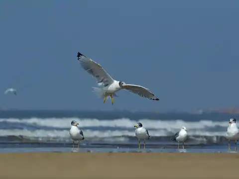 Alibaug: (Distance: 95 km)