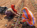 Strawberry cultivation using drip irrigation in Kurabad