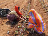 Strawberry cultivation using drip irrigation in Kurabad