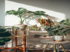 Tropical indoor plants to improve your home's aesthetic