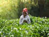 Oversupply in global markets to hit Indian tea prices, exports