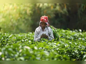 Commerce Ministry makes auction route must for dust tea in India