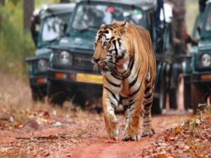 ​Amangarh tiger reserve