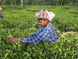 82% hike in tea development, promotion funds takes outlay to Rs 528 crore for 2024-26