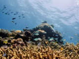 'Mass bleaching event' threatens Australia's Great Barrier Reef's biodiversity
