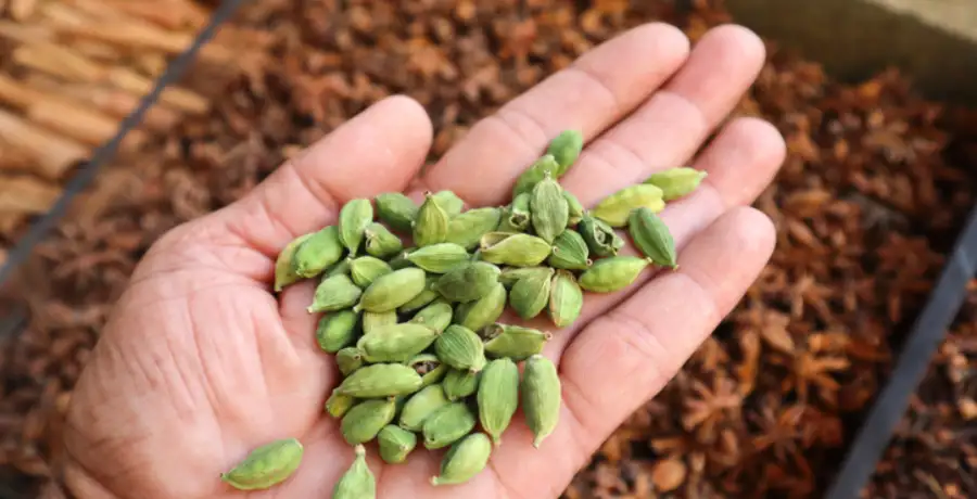 7 health benefits of adding cardamom to your evening tea | EconomicTimes