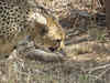 Cheetah Gamini gives birth to five cubs at MP's Kuno National Park; big cat count rises to 26