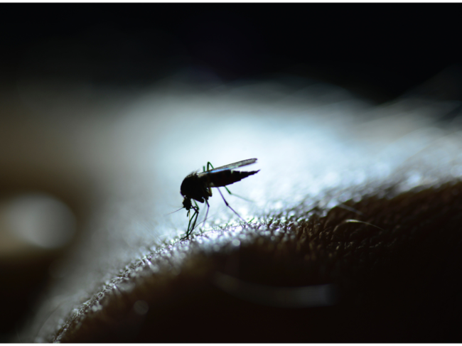 ​These findings urge a re-evaluation of dengue understanding and the strategies used to combat the disease, emphasizing the need for effective vaccine strategies.​ (Representative Image)
