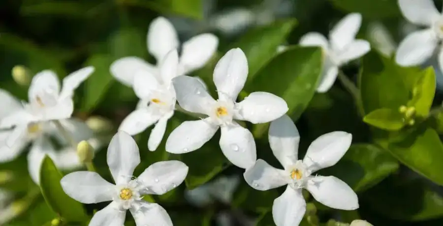 Plants you should never keep inside your home, as per Vastu (and why) - Vimarsana News