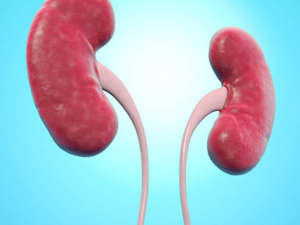 Simple measurement may predict risk of worsening kidney disease: Study