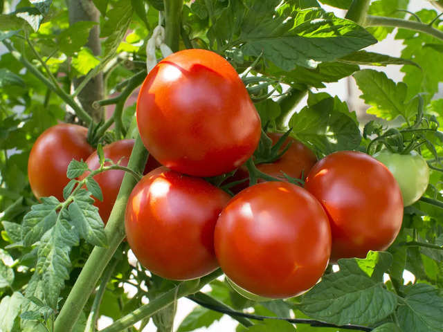 ​Tomatoes for anti-aging​